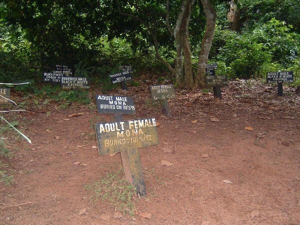 Monkey Graves